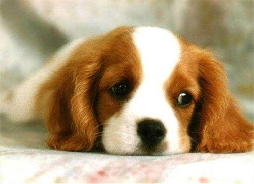 娱乐吃瓜君狗被蜂蜜咬  第2张