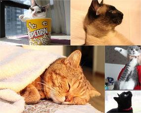 娱乐吃瓜君猫带体检 第2张 娱乐吃瓜君猫带体检 第2张