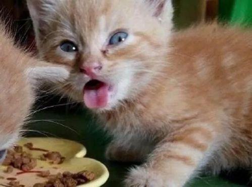 娱乐吃瓜酱70只猫猫,娱乐吃瓜酱带你领略猫咪世界  第2张